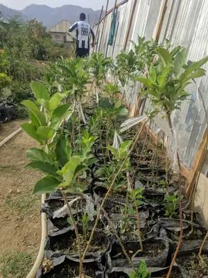 English Apple Seedling