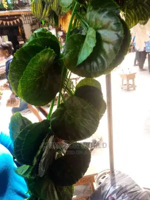 Beautiful Dropping Flowers