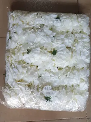 Beautiful Rose  Flowers