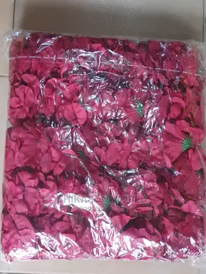 Beautiful Rose  Flowers