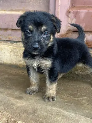 1-3 months Female Purebred German Shepherd