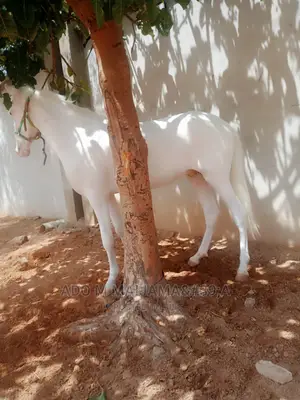 Farm Animals