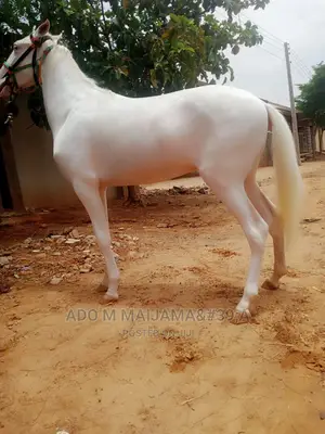 Farm Animals