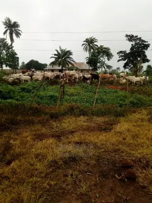 Photo - Cows for Sale