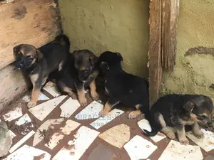 1-3 months Female Purebred German Shepherd