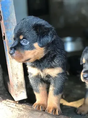 1-3 months Male Purebred Rottweiler