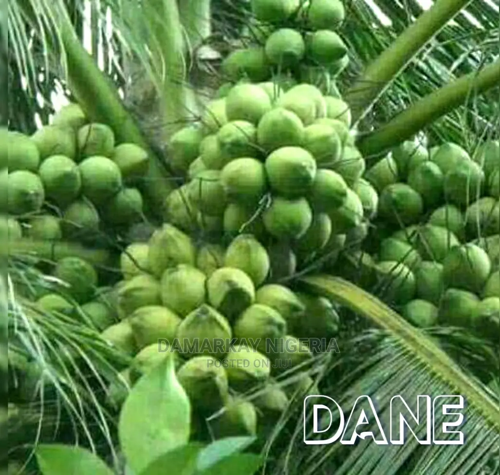 Brazilian Hybrid Dwarf Coconult
