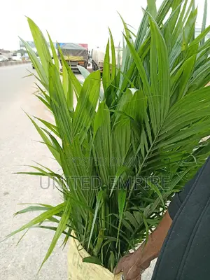 Agrio Hybrid Fruits