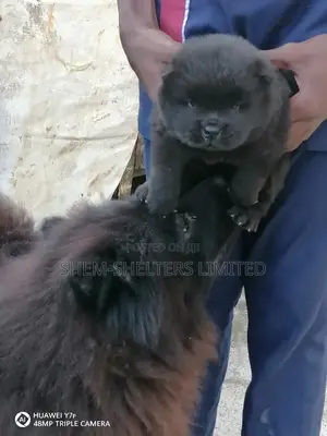 0-1 Month Female Purebred Chow Chow