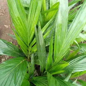 Tenera Hybrid Variety