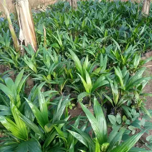 Supergene Palm Oil Seedlings