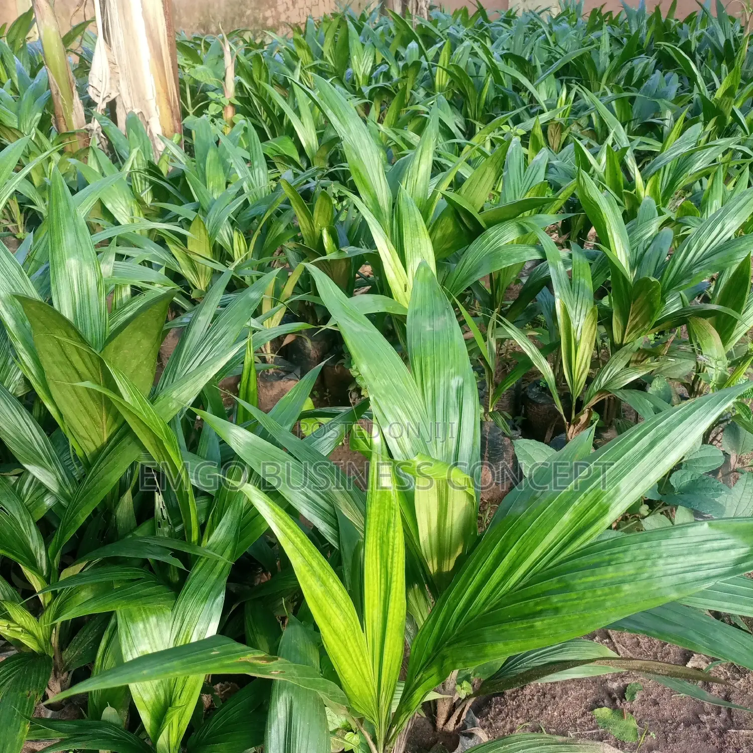 Palm Seedling (Super Gene)