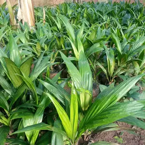 Palm Seedling (Super Gene)