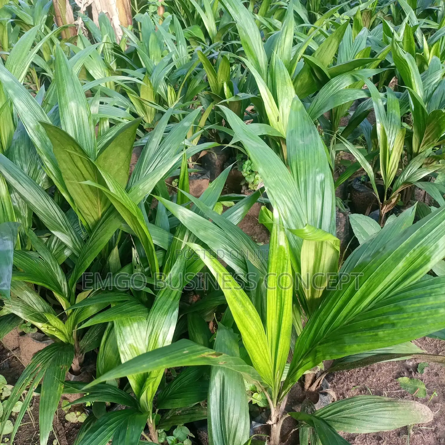 Palm Seedling (Super Gene)