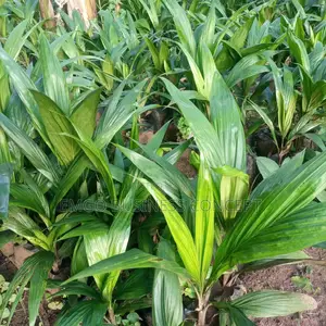 Palm Seedling (Super Gene)