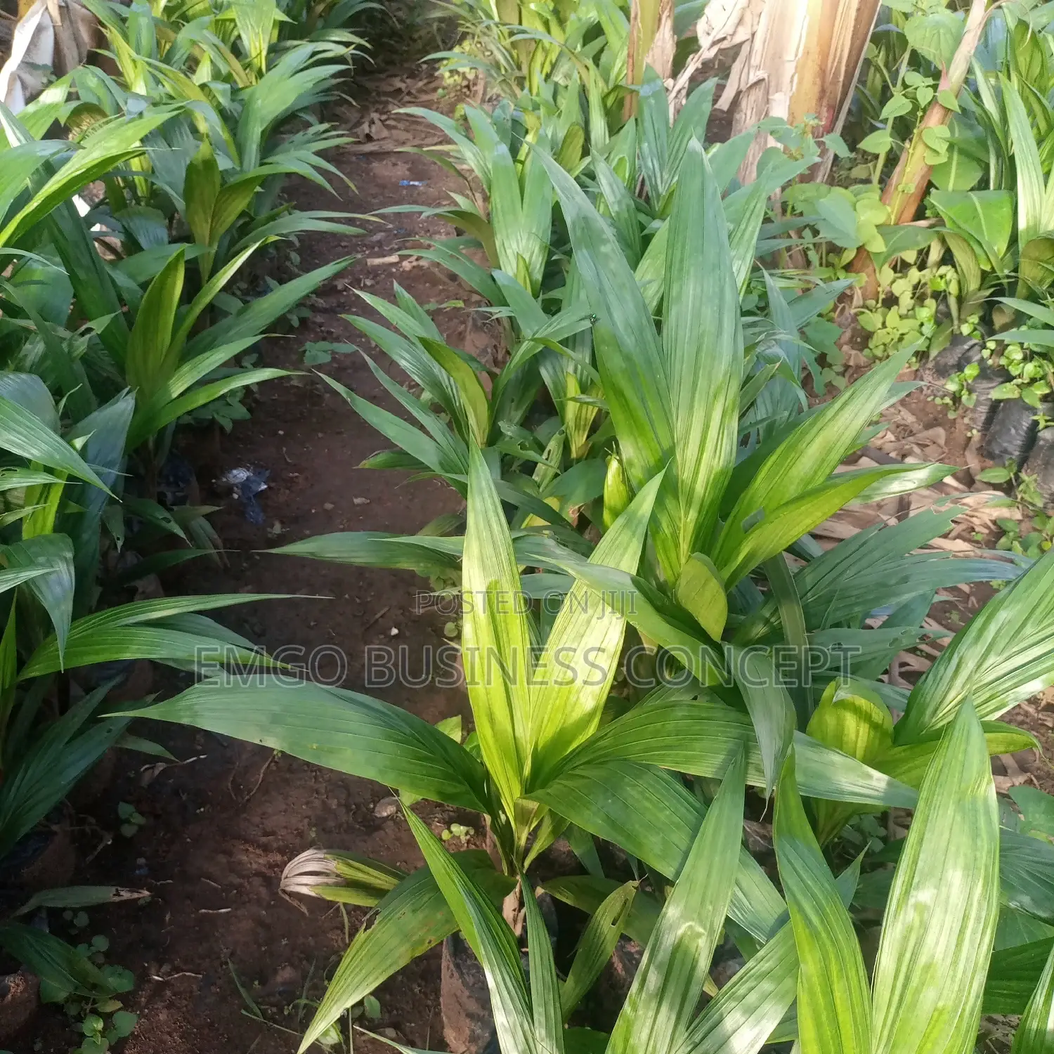 Supergene Hybrid Palm Tree