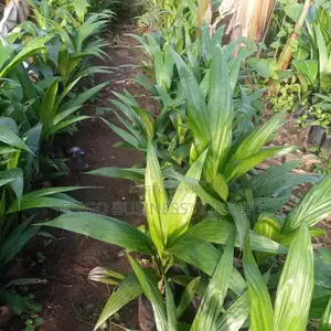 Supergene Hybrid Palm Tree