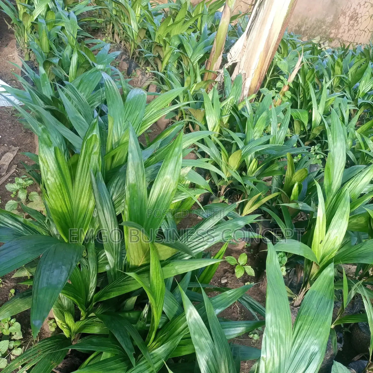 Supergene Hybrid Palm Tree