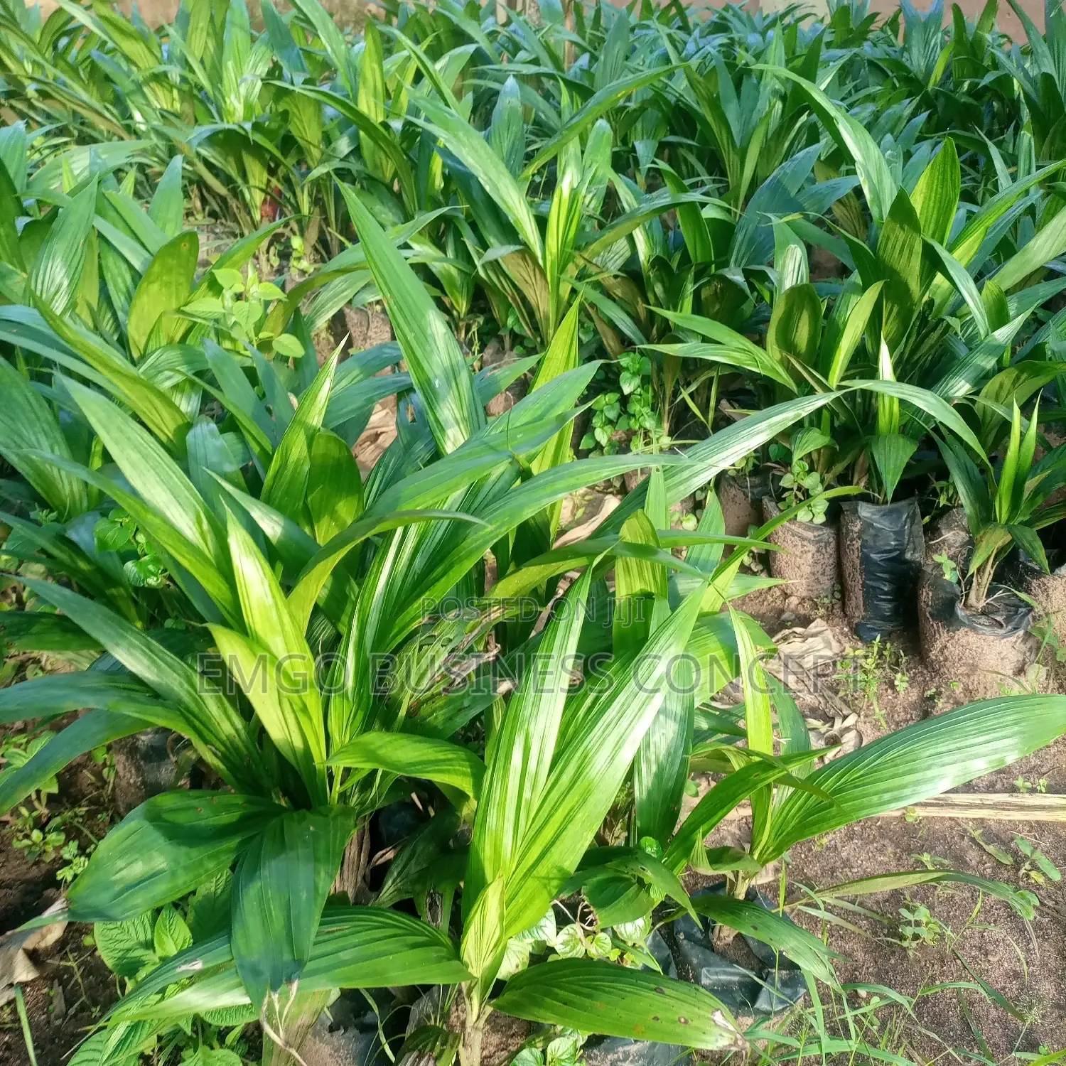 Improved Supergene Palm Seedlings