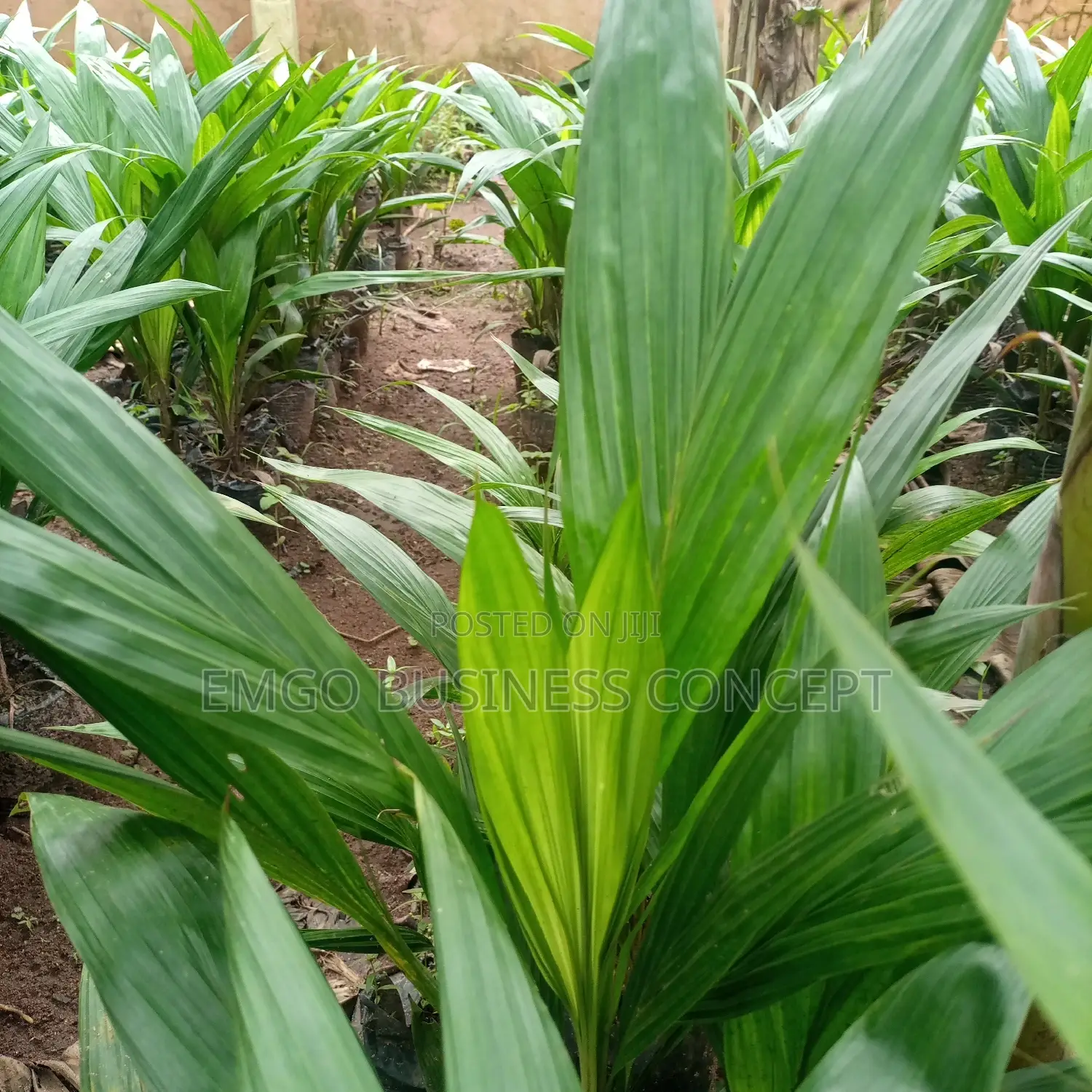 Improved Supergene Palm Seedlings