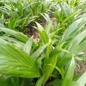 Palm Seedlings (Improved Supergene)