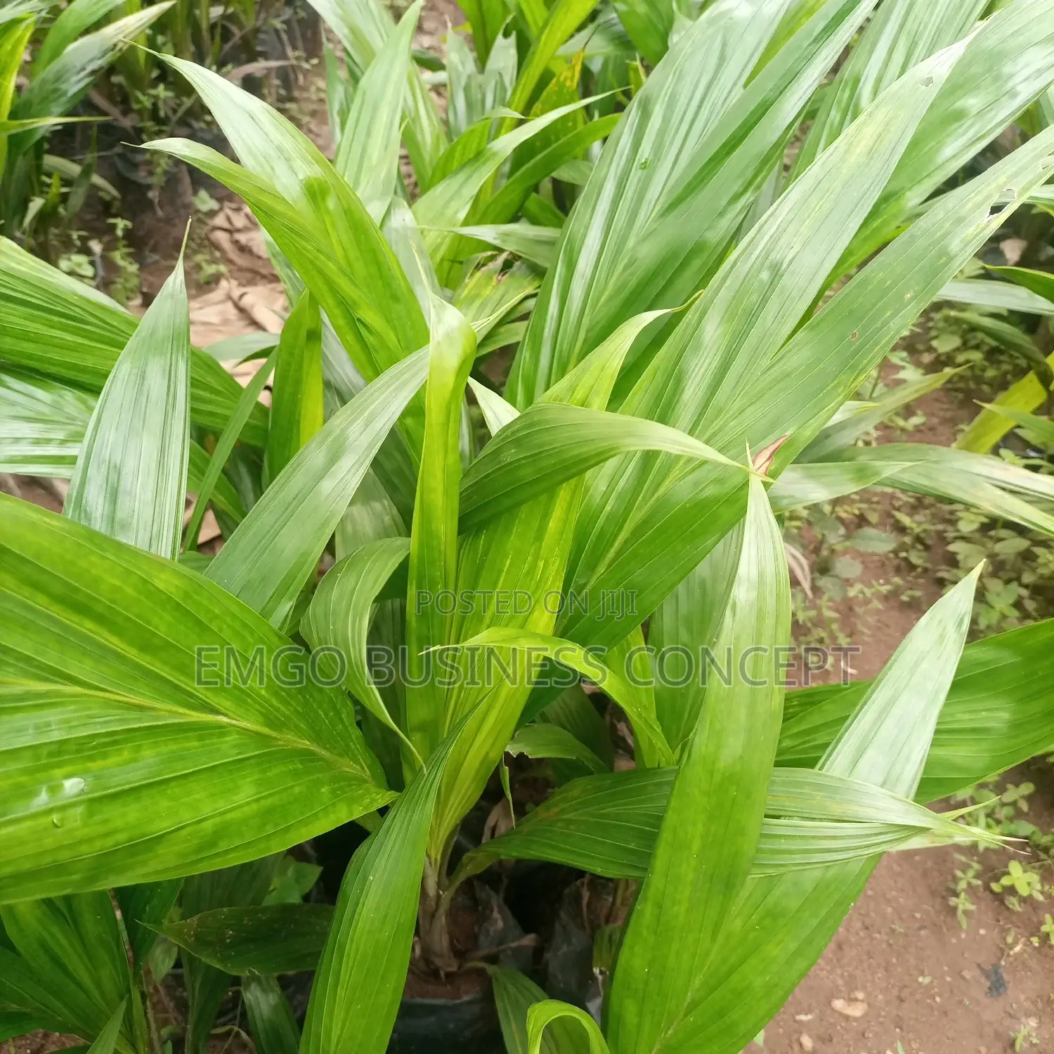 Palm Seedlings (Improved Supergene)