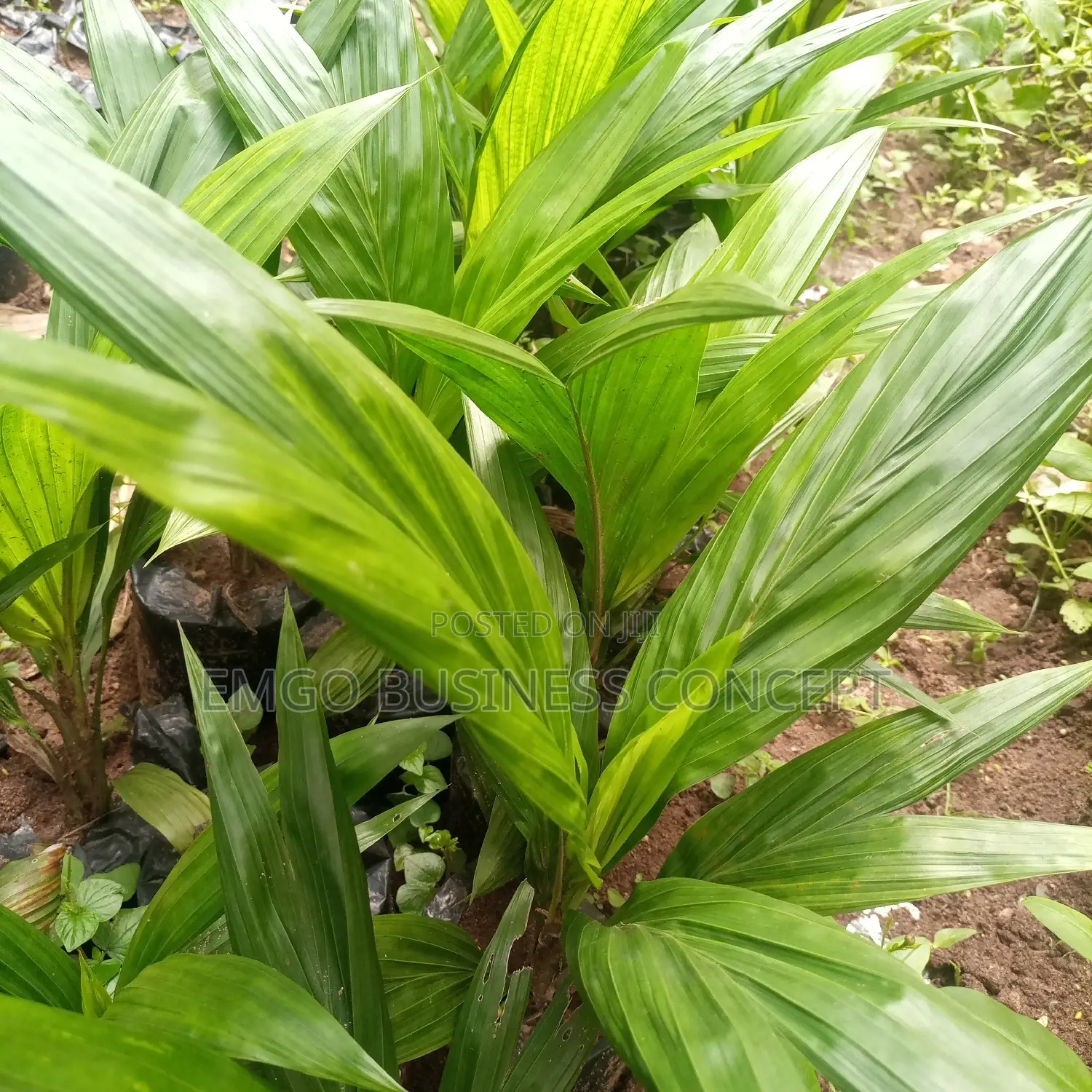 Palm Oil Tree Seedling (Improved Supergene)