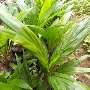 Palm Oil Tree Seedling (Improved Supergene)