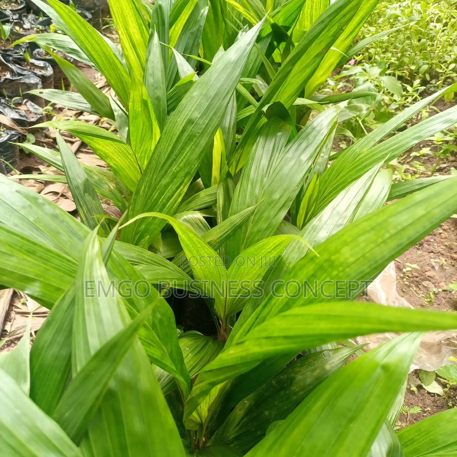 Palm Oil Tree Seedling (Improved Supergene)