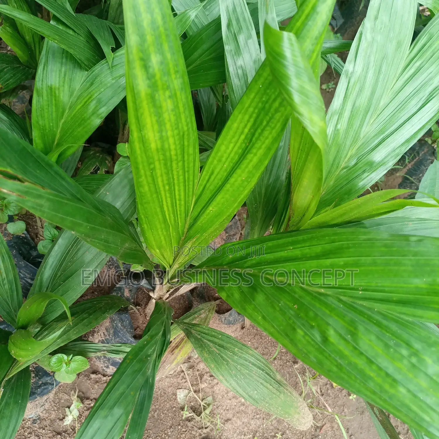 Palm Tree (Improved Tenera)