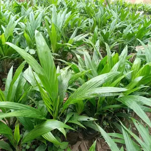 Palm Oil Tree Tenera Breed