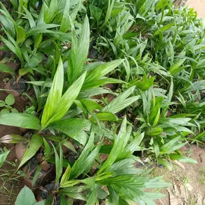 Improved Hybrid Tenera Palm Seedlings