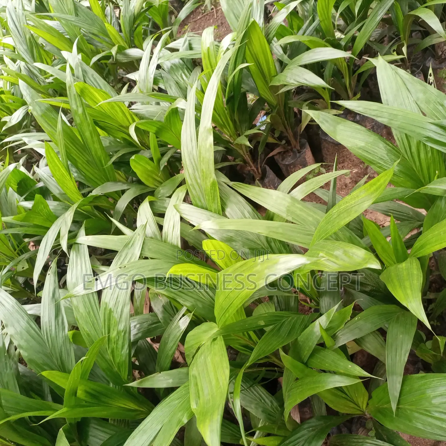 Tenera Palm Tree Improved Variety