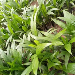 Tenera Palm Tree Improved Variety