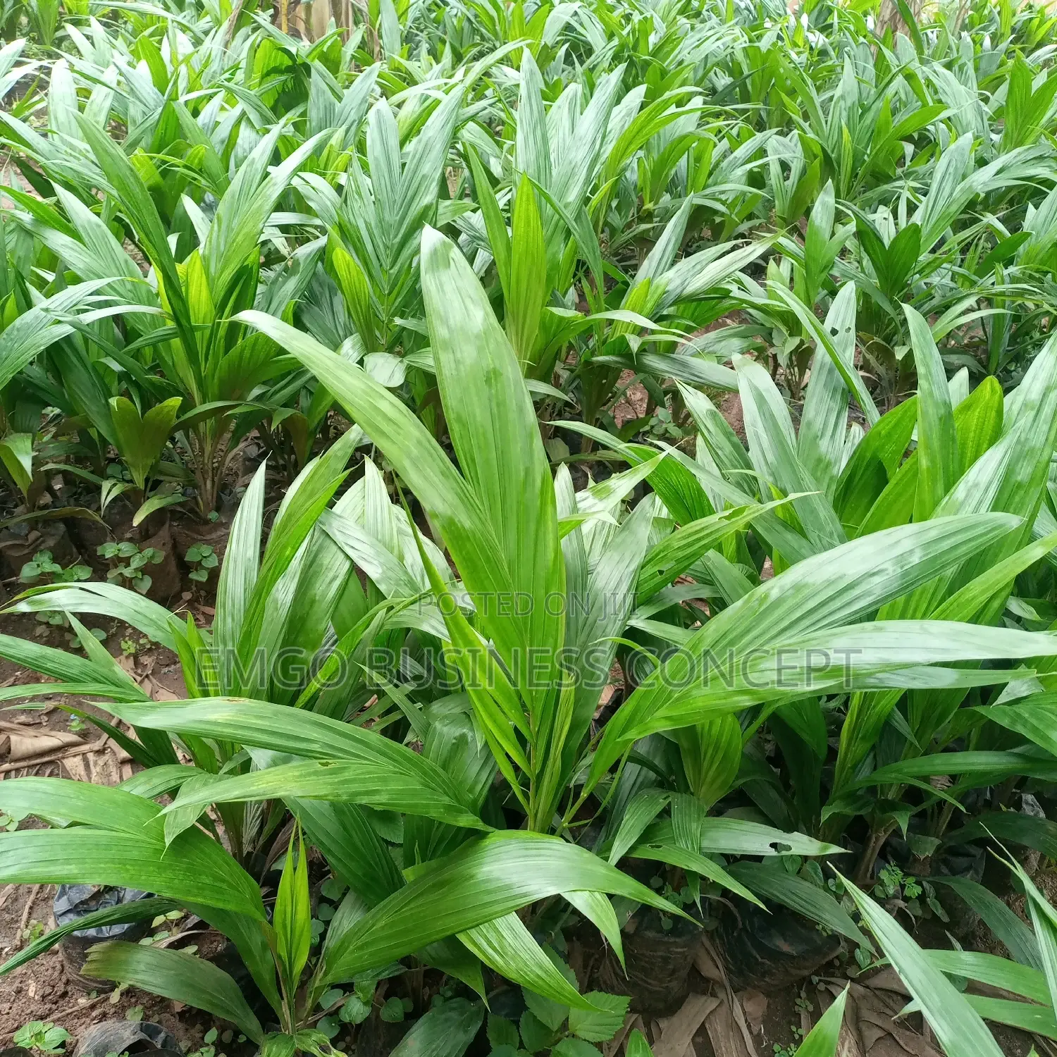 Tenera Palm Tree Improved Variety
