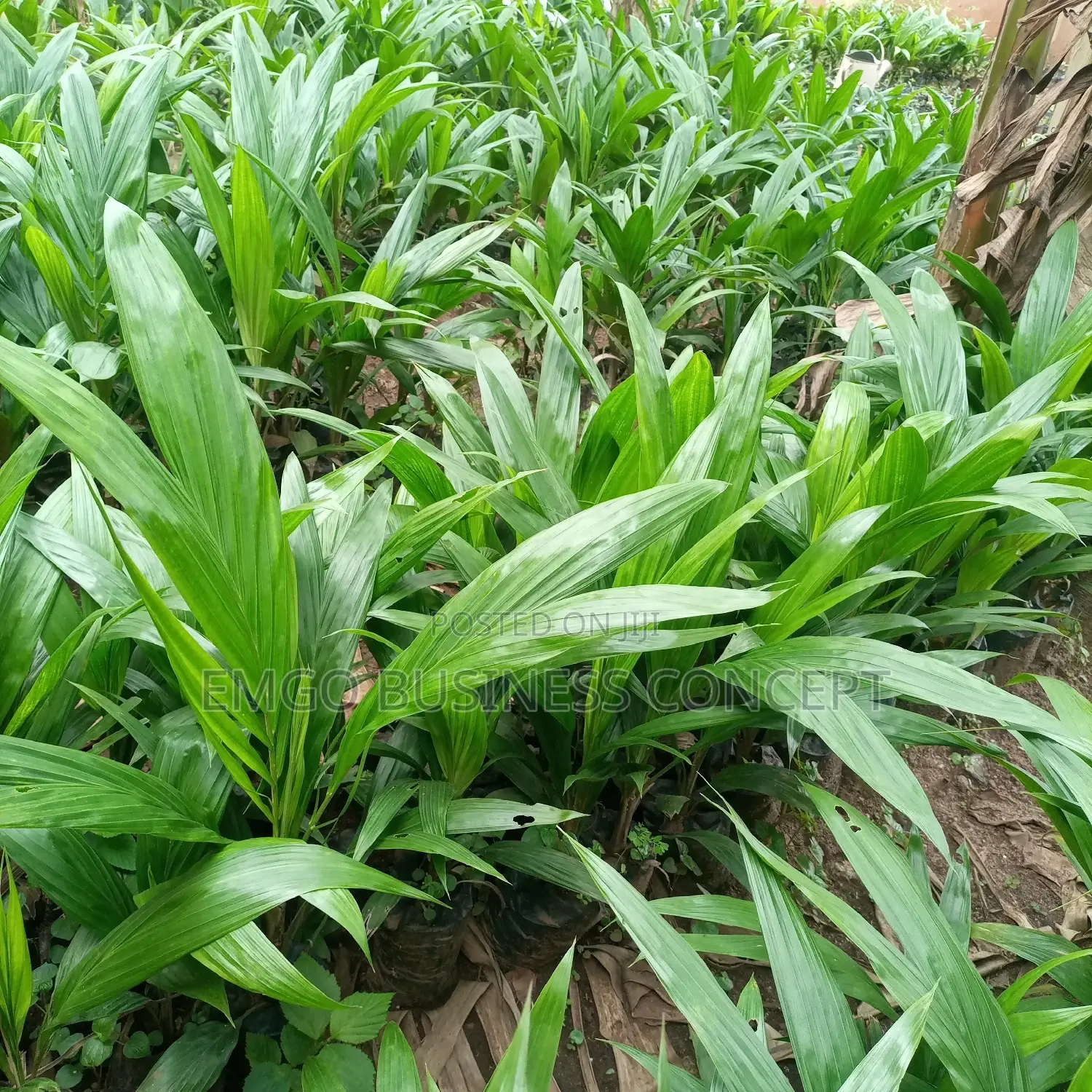 Special Tenera Pam Tree Variety