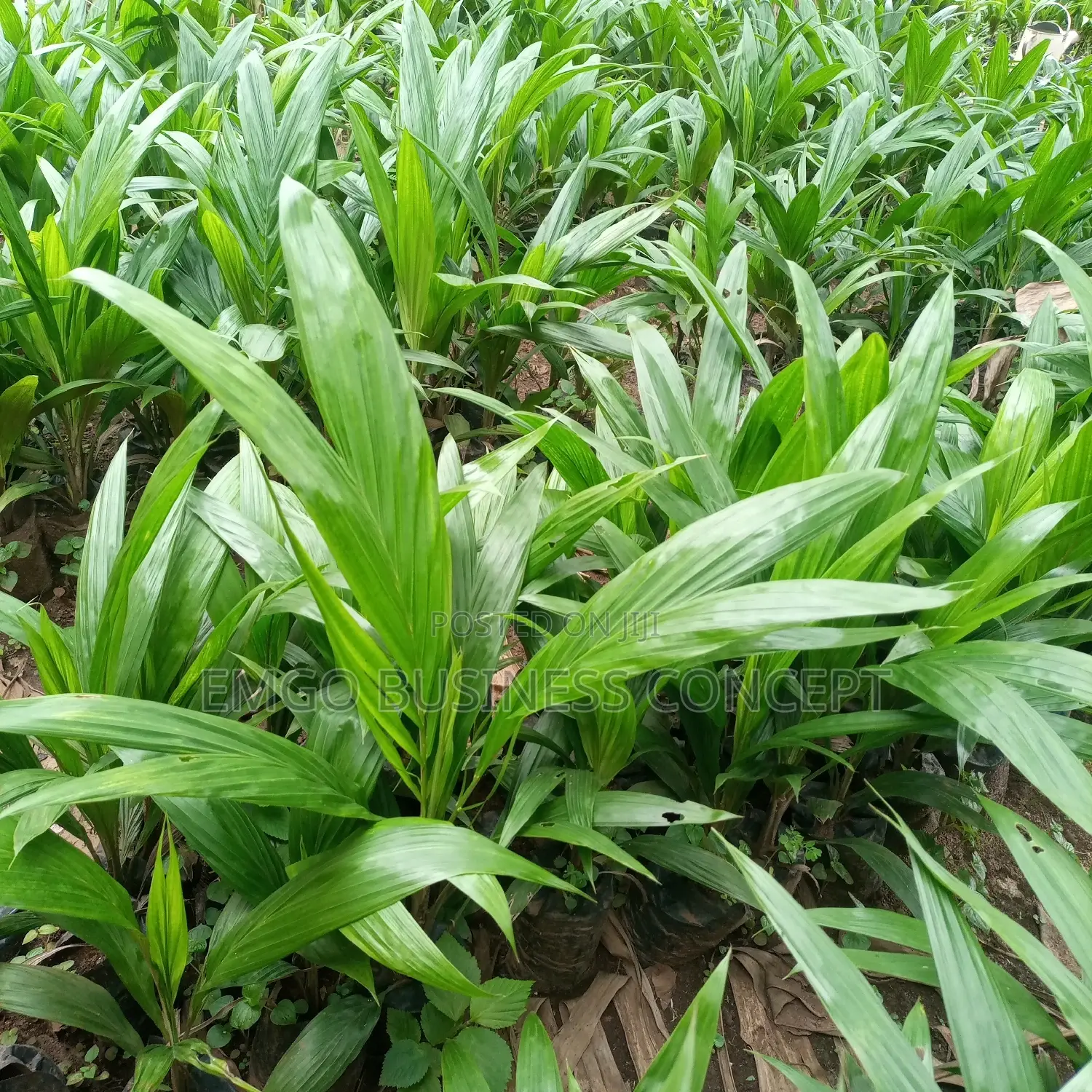 Special Tenera Pam Tree Variety
