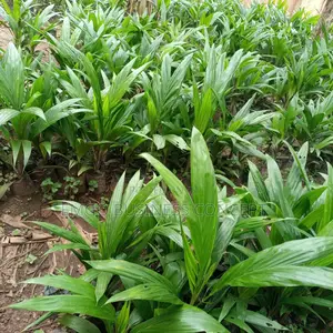 Tenera Palm Tree Seedlings