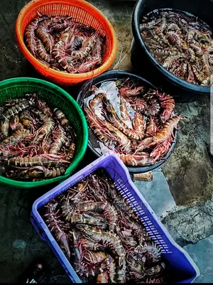 Fresh Jumbo Prawns