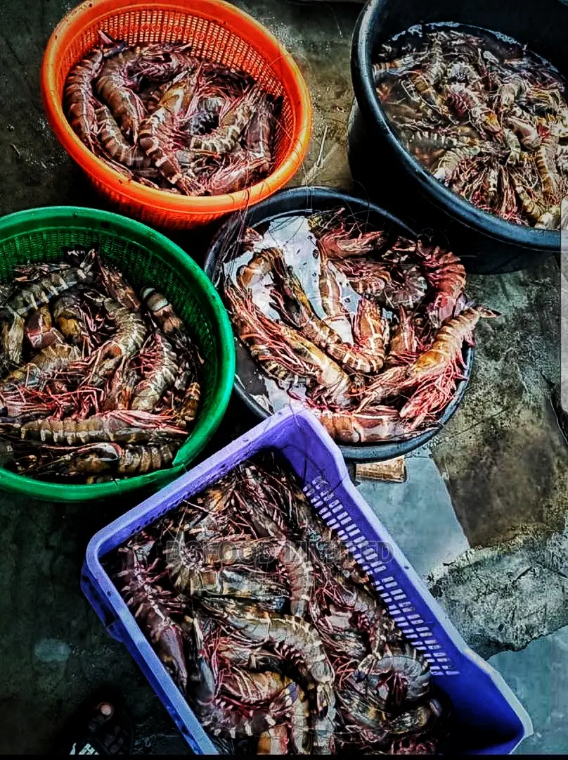 Fresh Jumbo Prawns