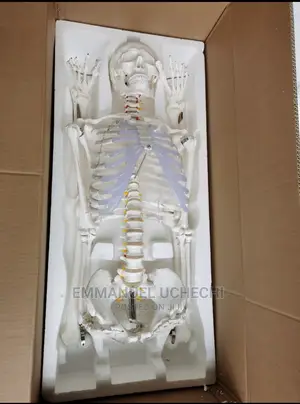 Human Skeleton