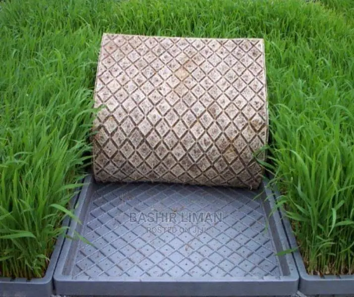 Bricharia Mulato Grass Seed