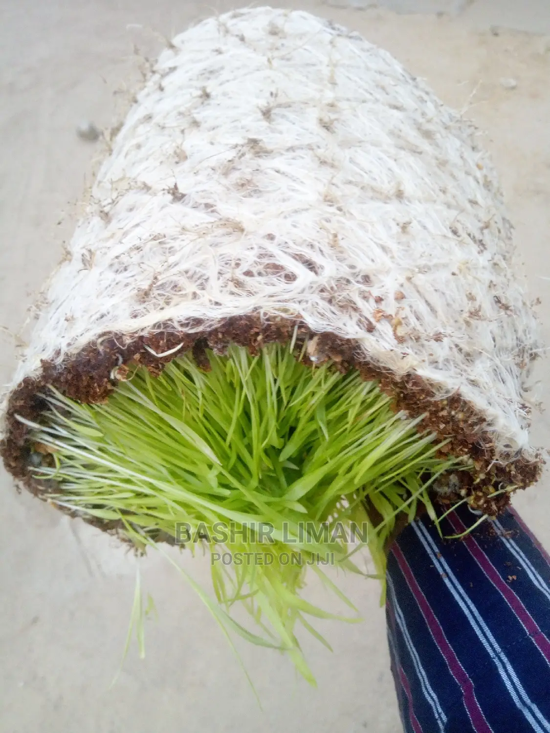 Bricharia Mulato Grass Seed