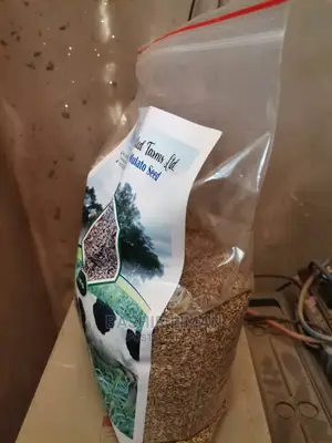 Bricharia Mulato Grass Seed