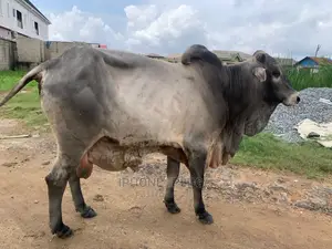 Mighty Big Cow