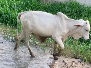 Mighty Big Cow