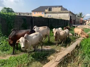 Mighty Big Cow