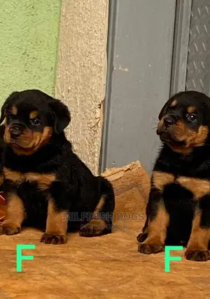 1-3 months Female Purebred Rottweiler