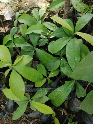 Best Bitter Kola Seedling