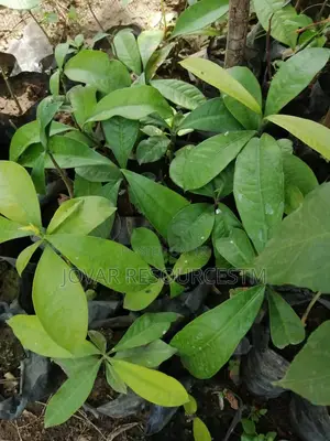 Best Bitter Kola Seedling